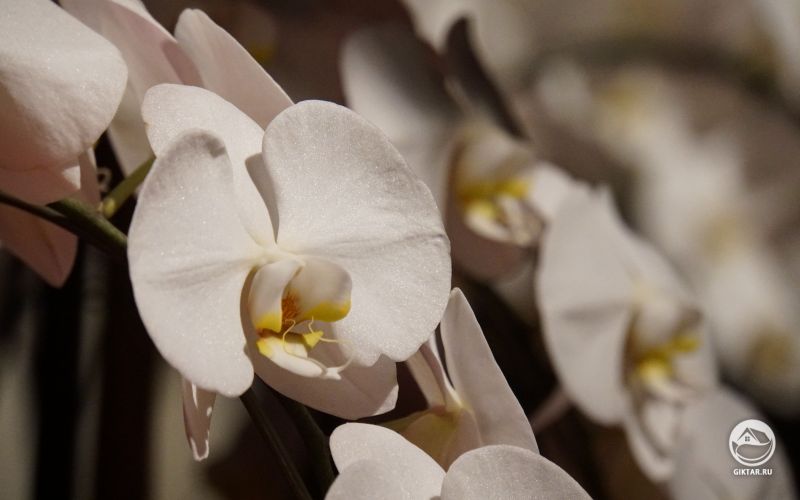 Белые Орхидеи