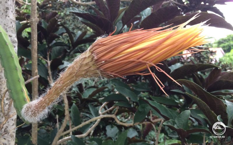 Готов к цветению