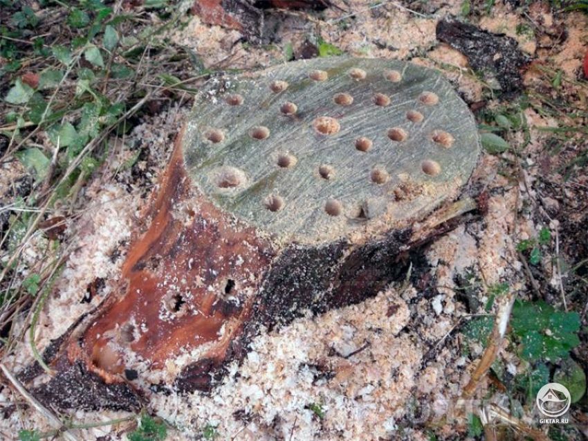 Удаление пня химическими методами Удаление пня химическими методами - с помощью селитры.