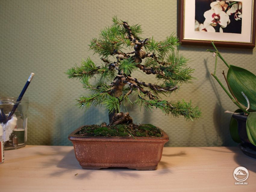 Мое хобби: растущий бонсай!