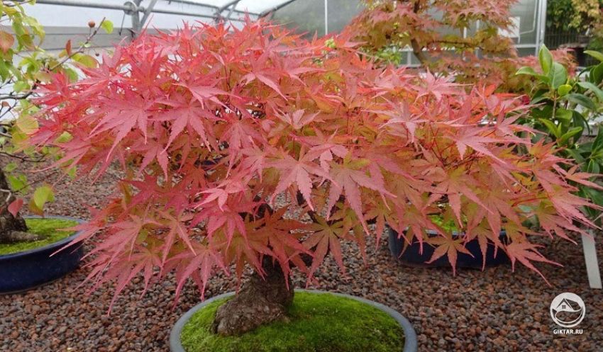 Дланевидный японский клен (Acer palmatum). Бонсай.