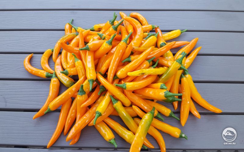 Урожай Золотого жгучего перца