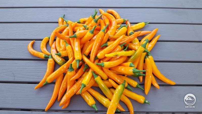 Урожай Золотого жгучего перца