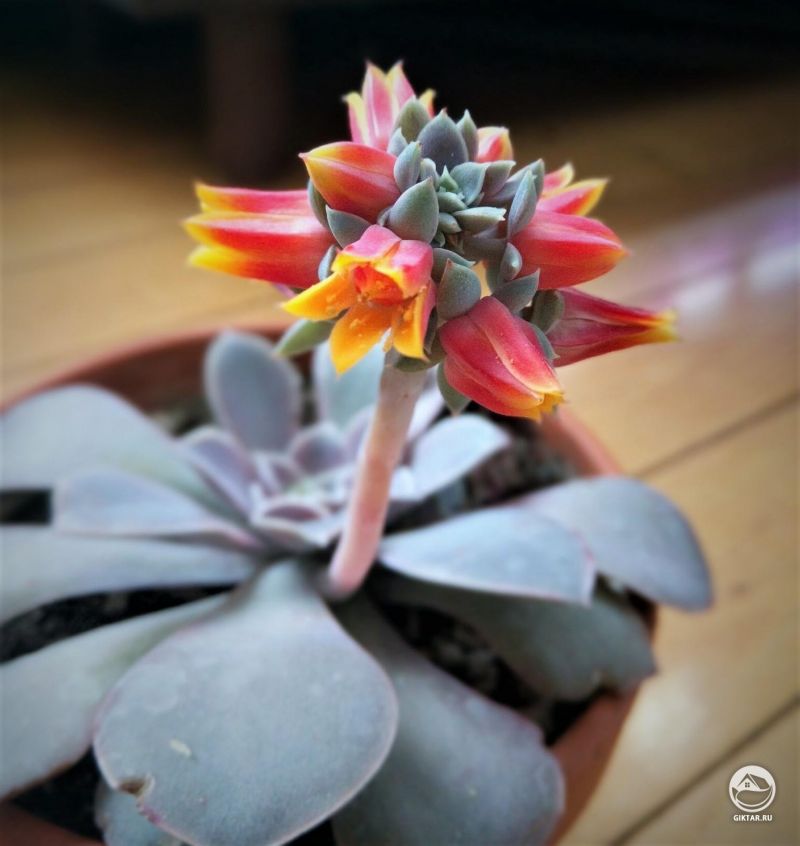 Эхеверия цветет