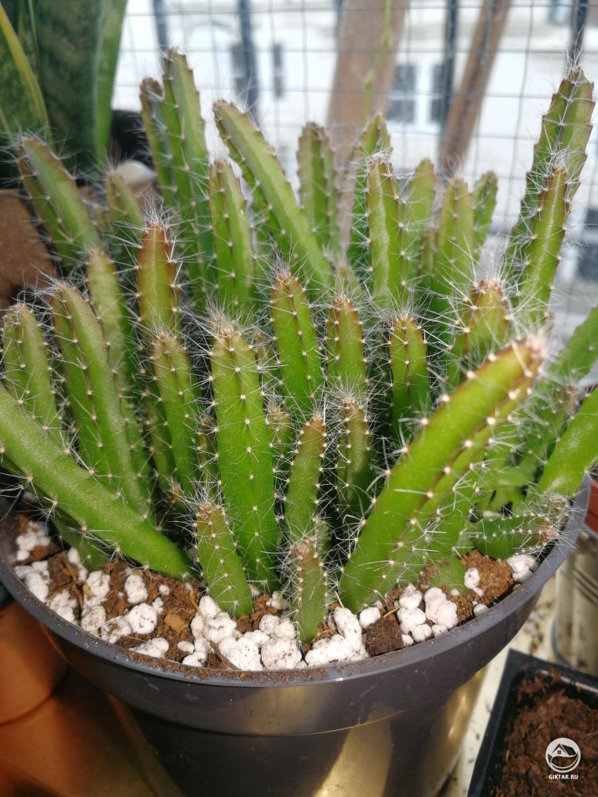 Кто-нибудь знает, как называется этот кактус?