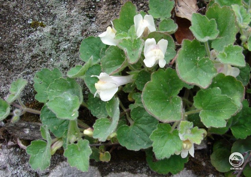 Азарина распростертая Азарина распростертая