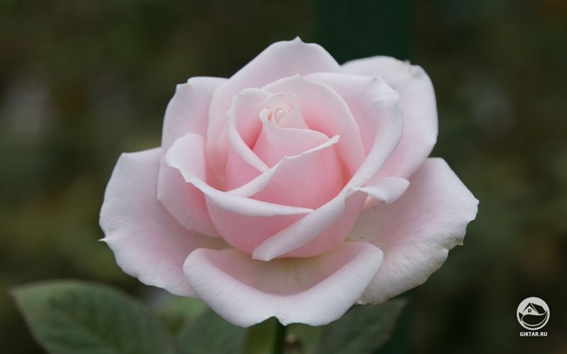 Моя молоденька розовая роза зацвела