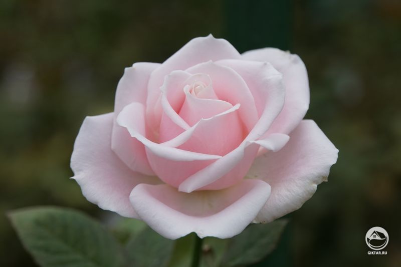 Моя молоденька розовая роза зацвела