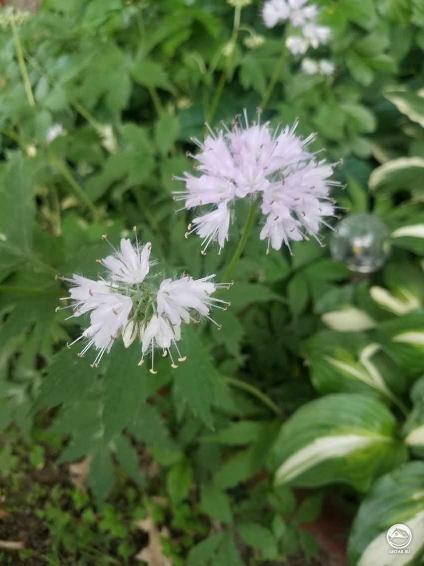 Как называется это растение с белыми цветами?