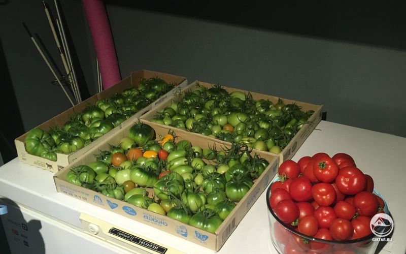 Мой урожай томатов пришлось собрать раньше.