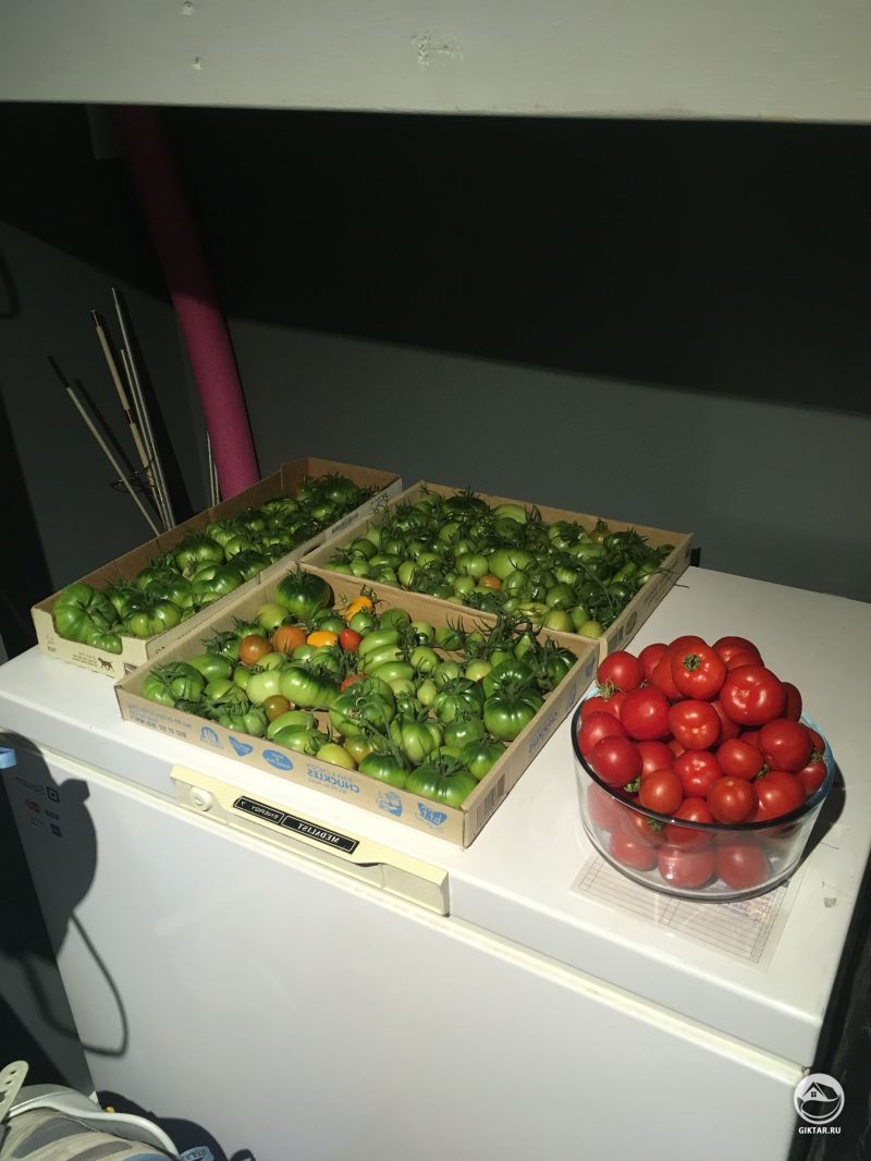 Мой урожай томатов пришлось собрать раньше.