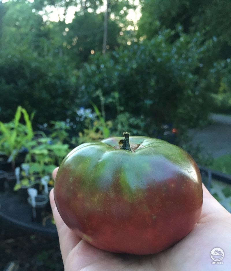 Я сорвал сегодня свой первый фиолетовый помидор сорта Чероки