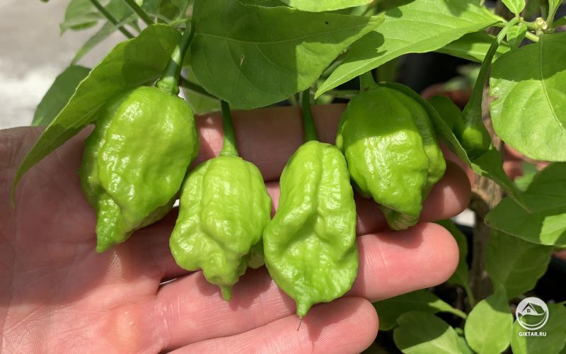 Мой супер-жгучий чили-перец