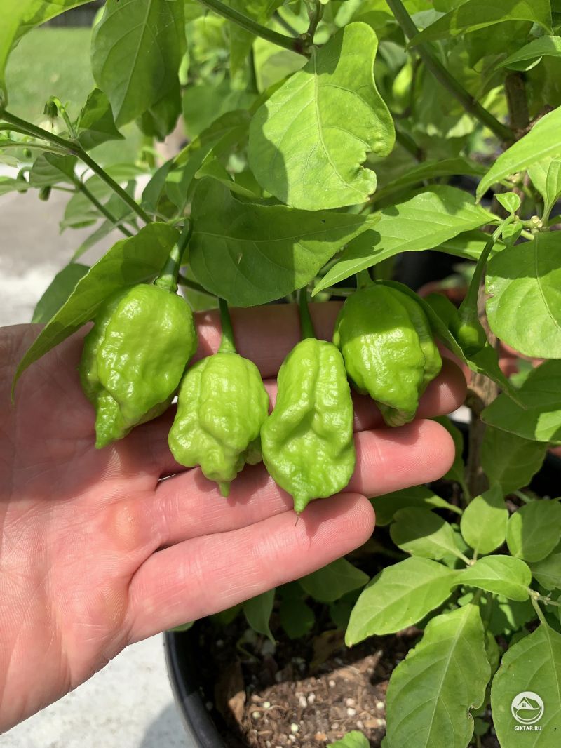 Мой супер-жгучий чили-перец