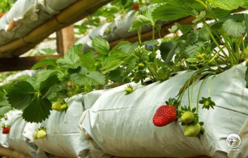 Выращивание клубники в теплице в мешках Выращивание клубники в теплице в мешках