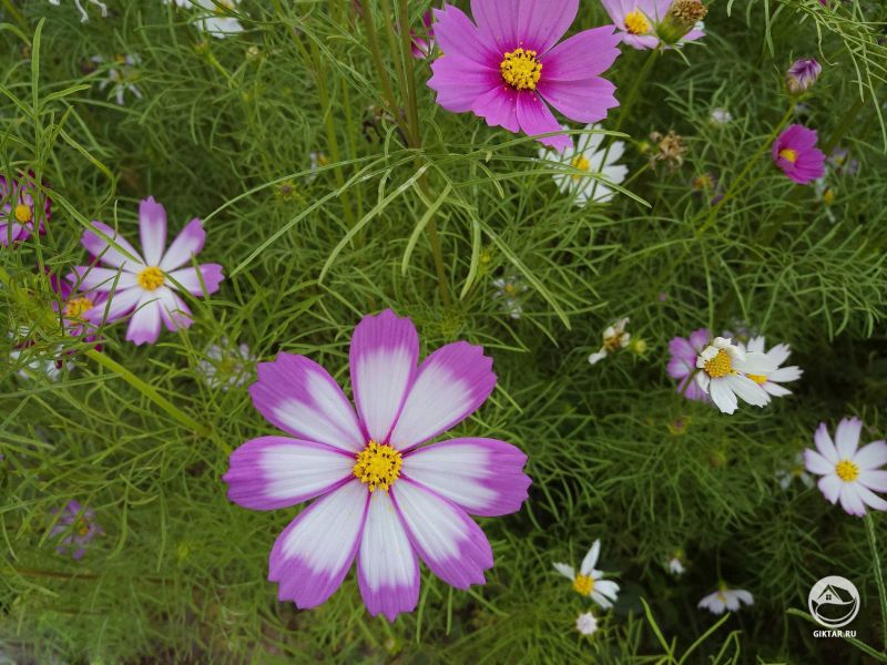 Космеи - какое разнообразие раскрасок