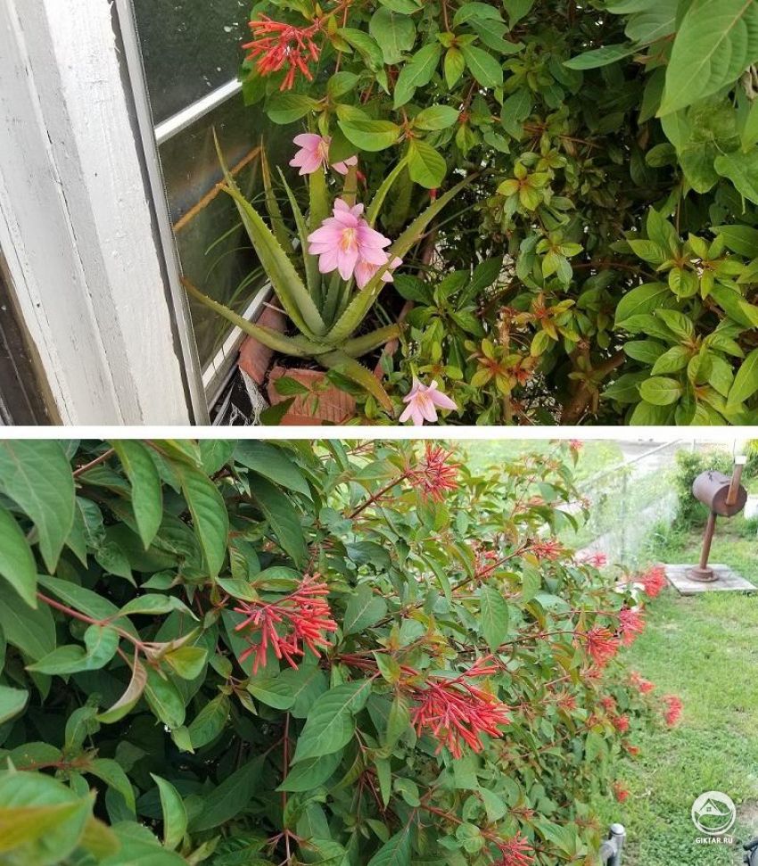 Помогите опознать цветущий куст.