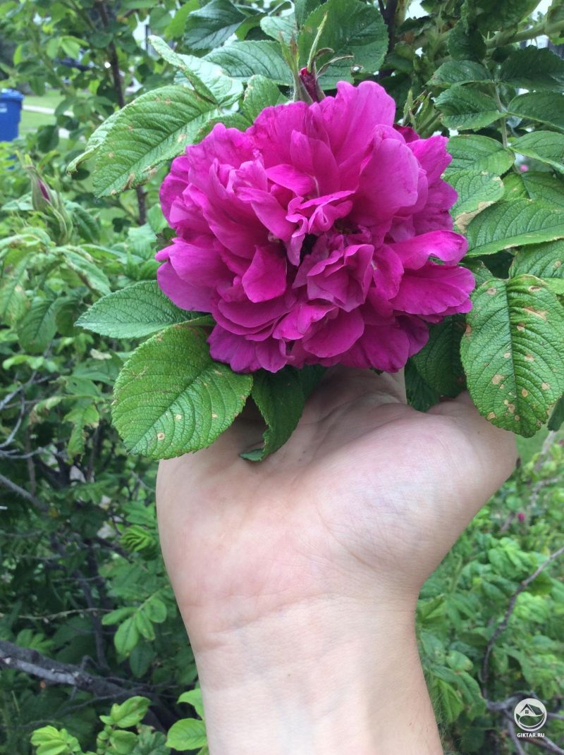 Первые цвет розы распустились в этом году, 11 цветков, супер восхитительный аромат