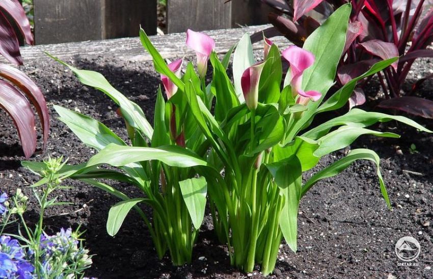 Зантедеския Ремана (Zantedeschia rehmannii) Зантедеския Ремана (Zantedeschia rehmannii)