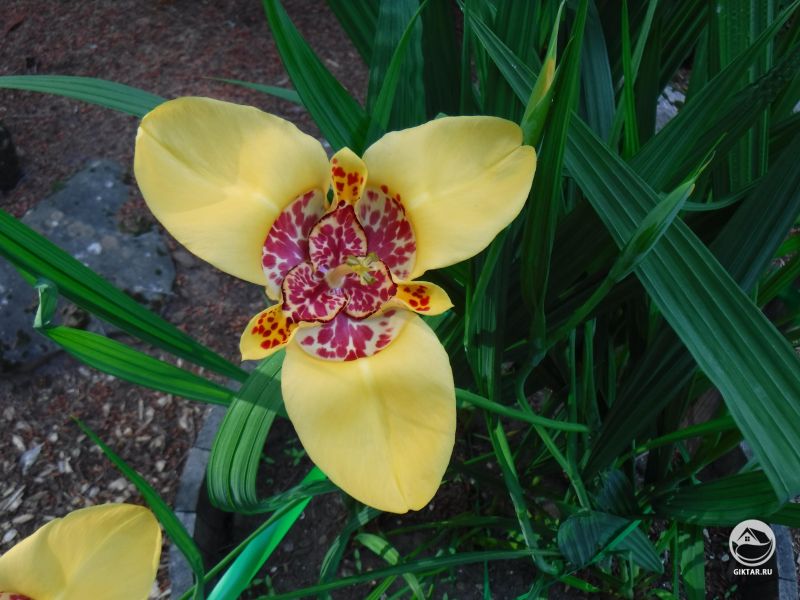 Орхидея "мексиканская Лилия"