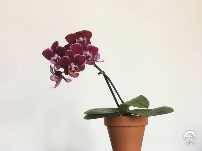 Цветущий фаленопсис