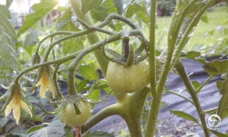 Так волнующе видеть первый помидор лета.