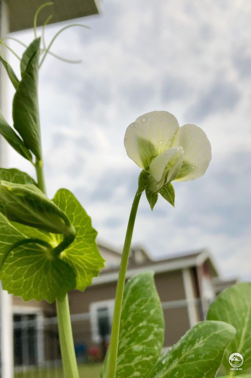 Первый гороховый цветок сезона