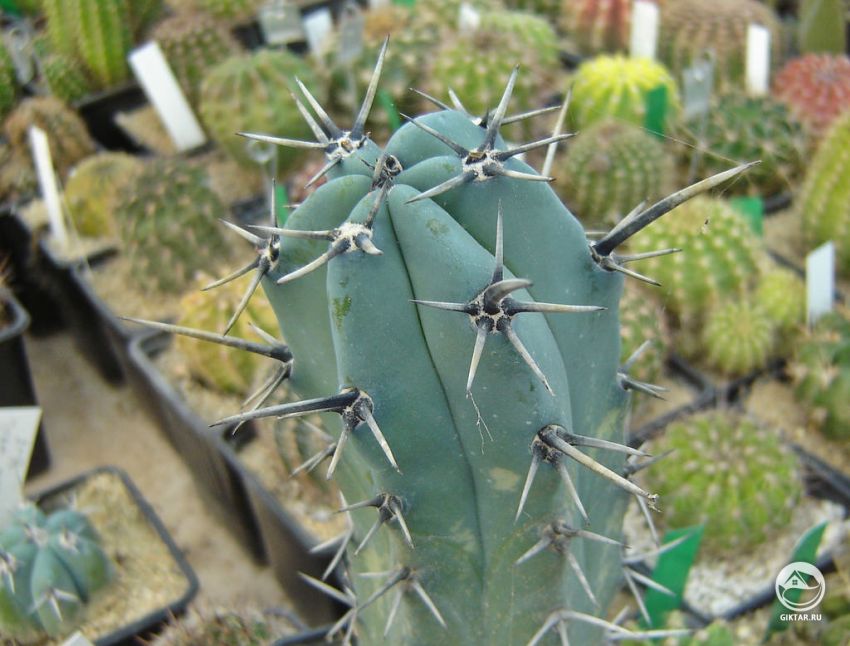 Миртиллокактус Коча (Myrtillocactus cochal) Миртиллокактус Коча (Myrtillocactus cochal)