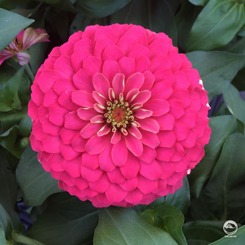 Это цинния, которая распустилась сегодня утром у меня.