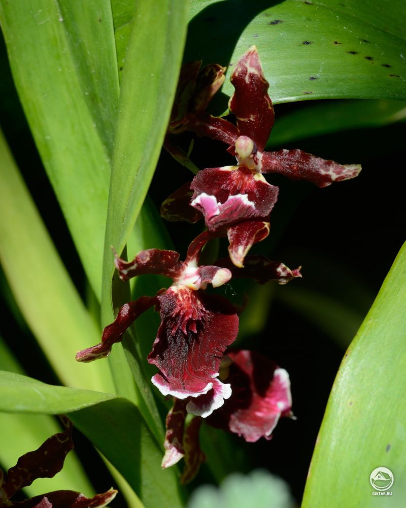 Онцидиум Бургундия