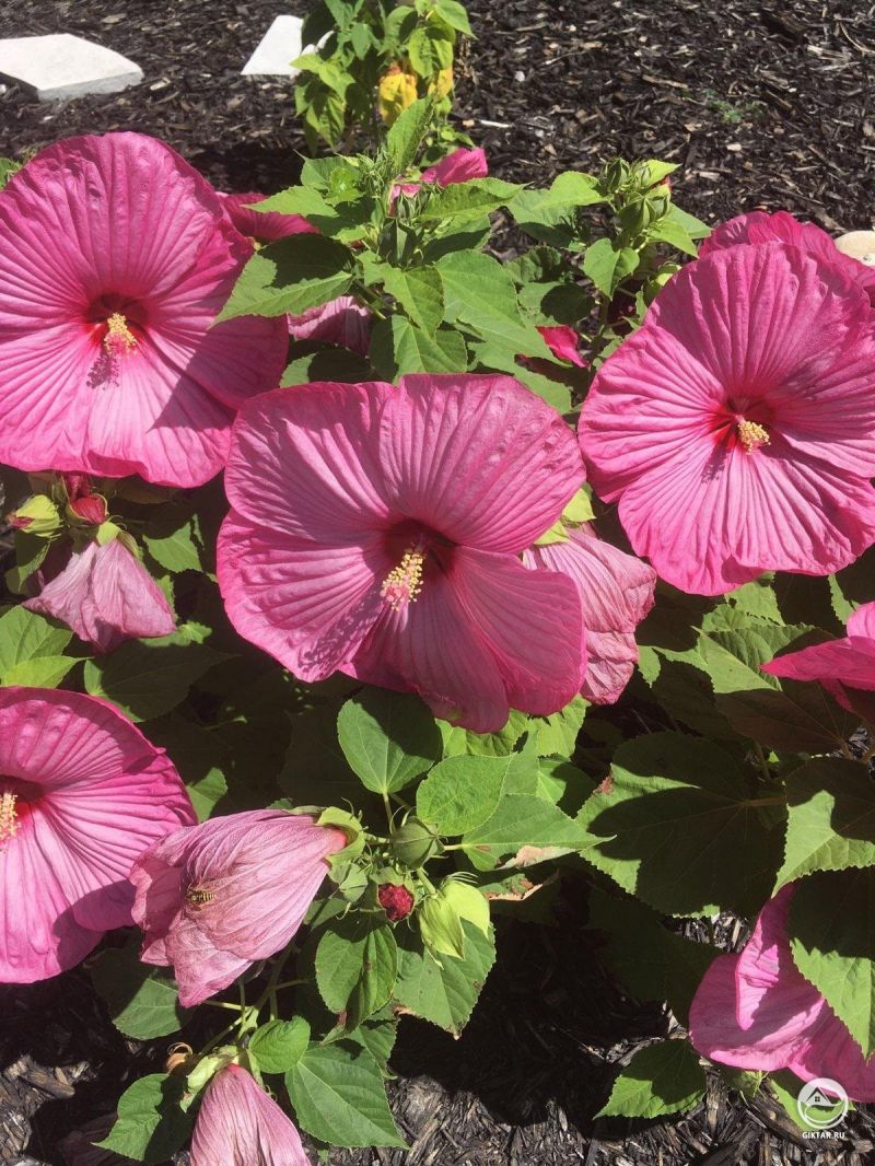 Гигантский Гибискус