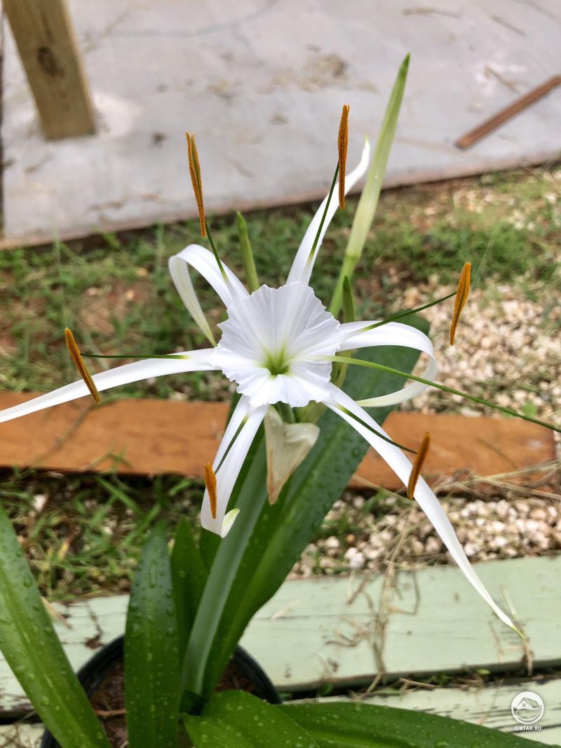 Недавно купили маленькую паучью лилию и это ее первый цветок.
