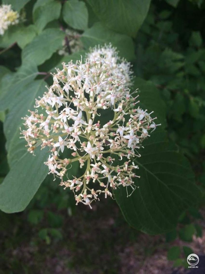 Кто знает, что это?