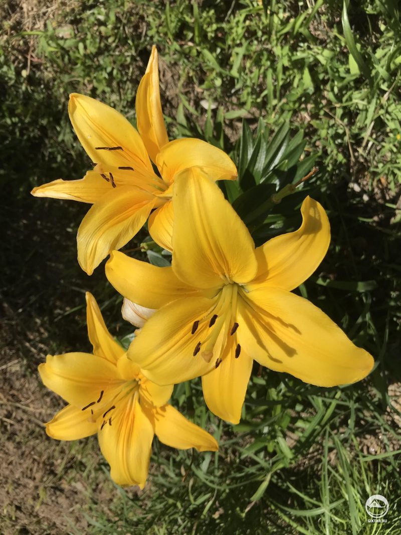 Мои желтые лилии!