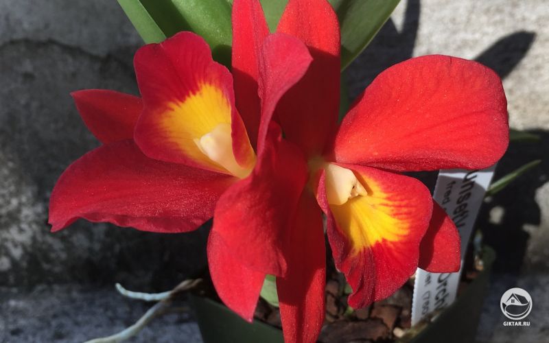 Потинара Hisako