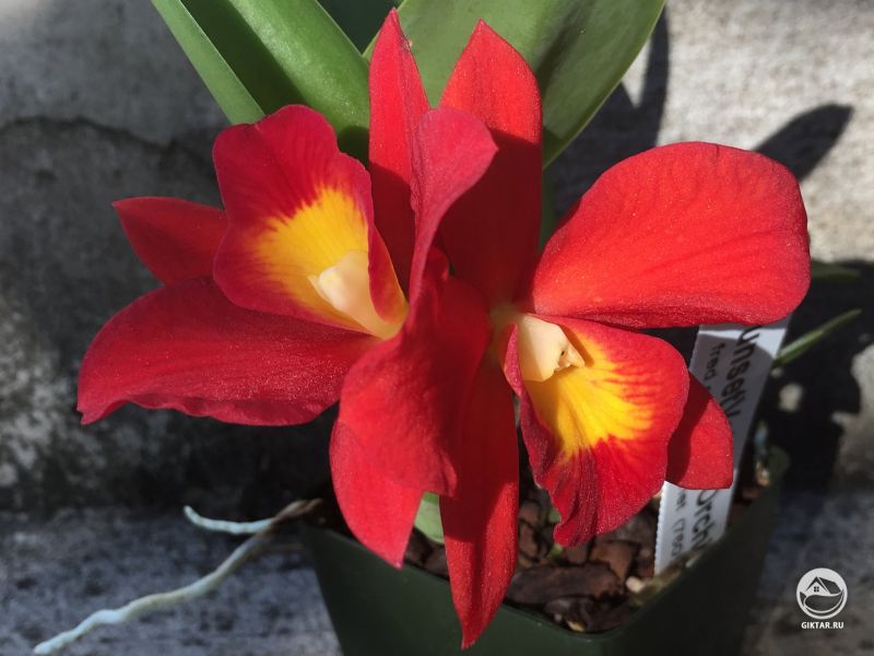 Потинара Hisako