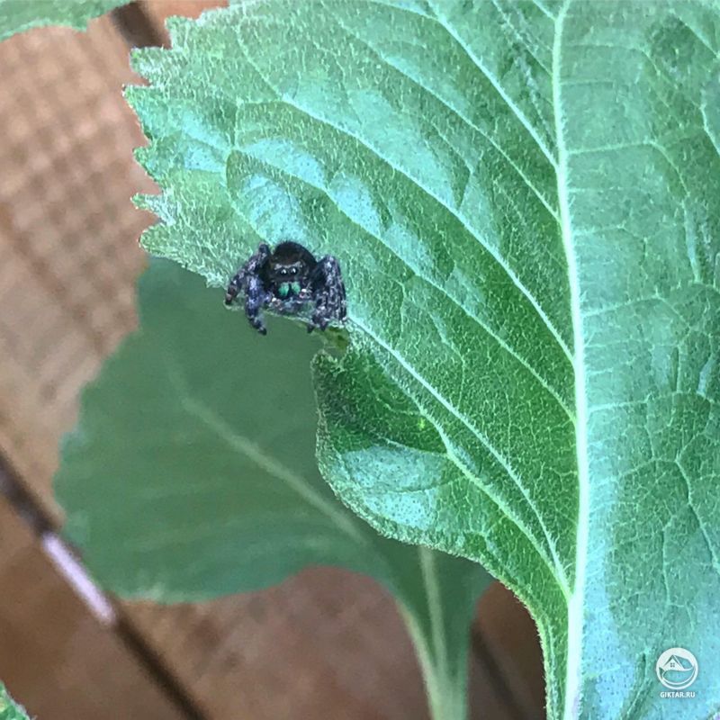 Маленький паучок стал моим гостем