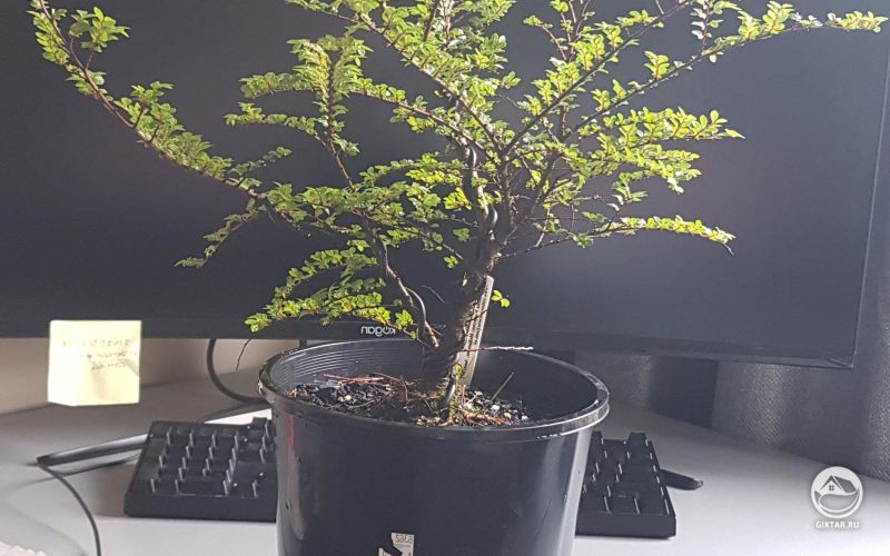 Китайский вяз