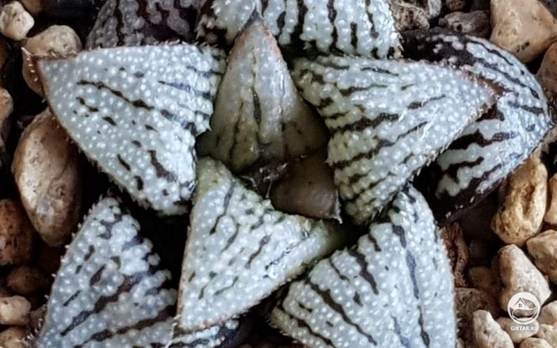 Необычная Хавортия