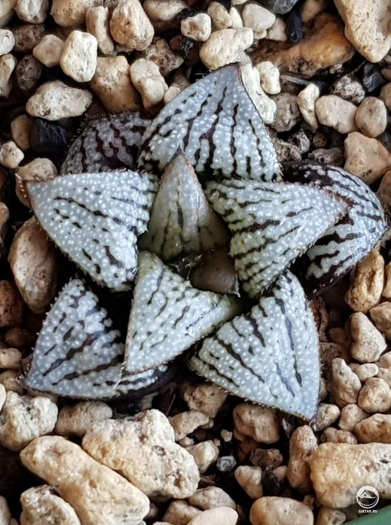 Необычная Хавортия