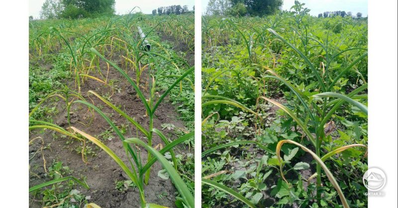 Грустный чеснок