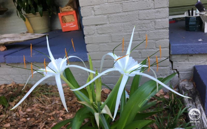 Гименокаллисы расцвели