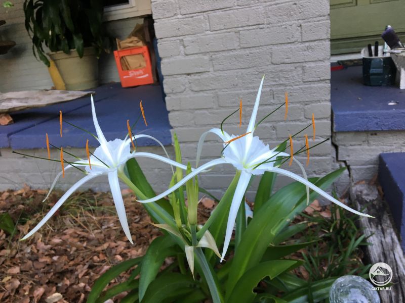 Гименокаллисы расцвели