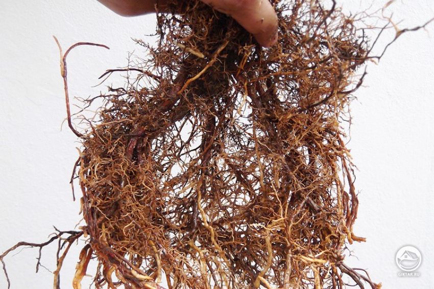 Удаление стержневых корней Удаление стержневых корней при первичной обрезке корней.