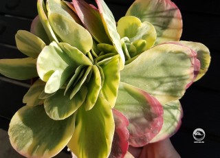 Каланхоэ thyrsiflora variegata
