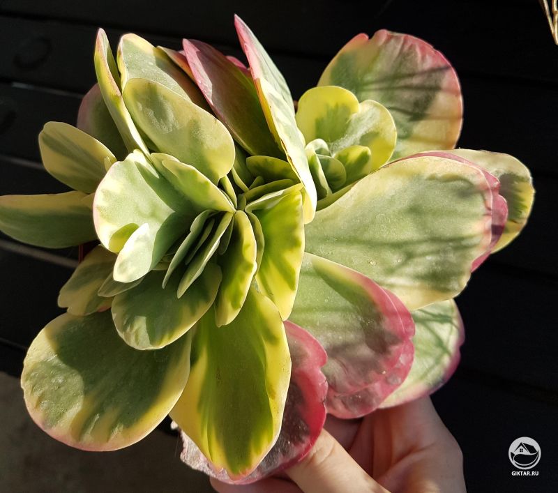 Каланхоэ thyrsiflora variegata