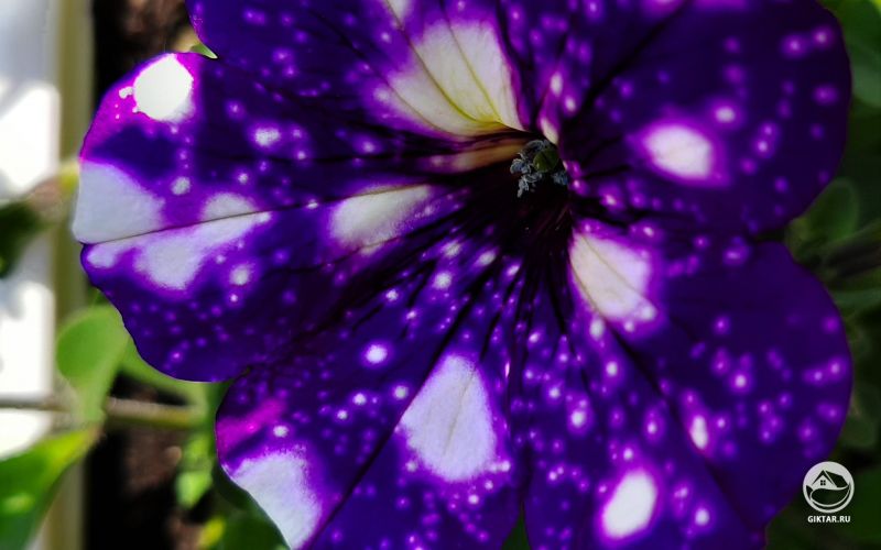 Петуния "Звездное небо"