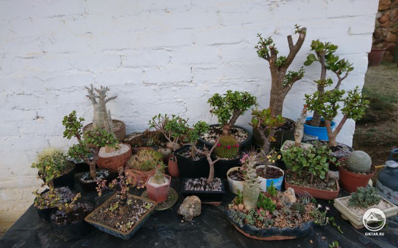 Коллекция суккулентов. Портулакария-бонсай.