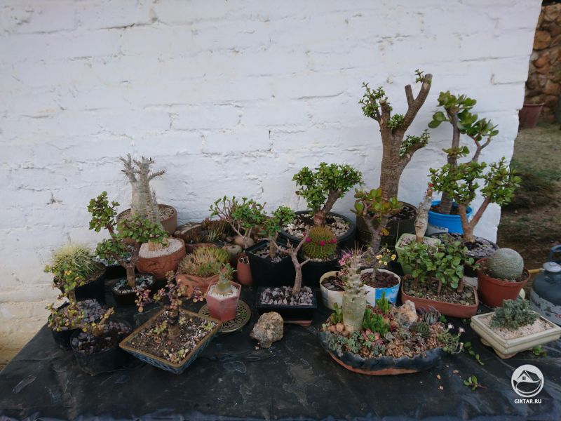 Коллекция суккулентов. Портулакария-бонсай.