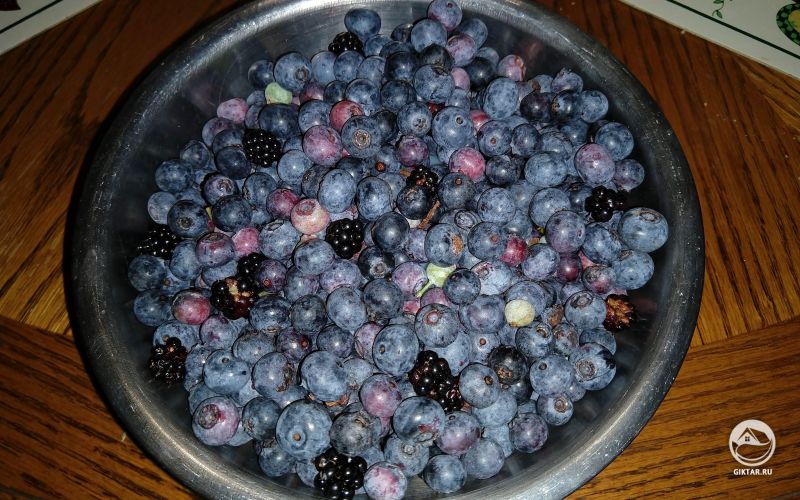 Сезон голубики начался